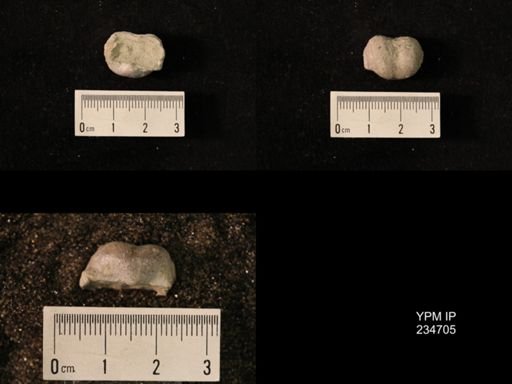 Marginifera splendens