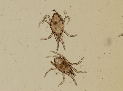 Halacarellus balticus