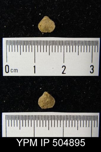 undet. Brachiopoda