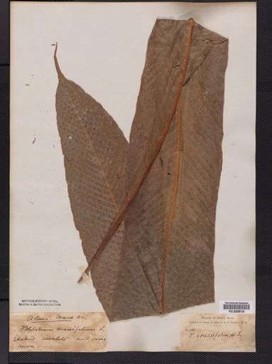 Polypodium