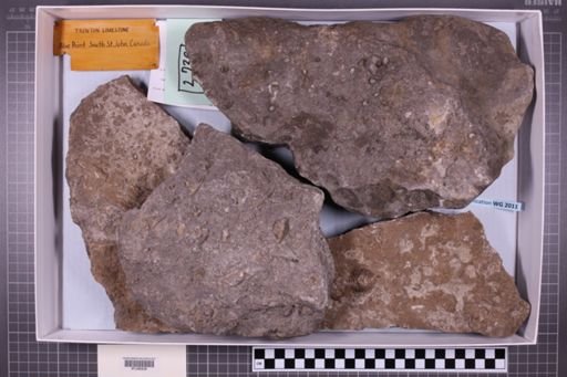 mixed taxa, stratigraphic collection