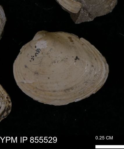 Limopsis striatopunctatus