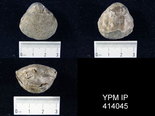 Anastrophia sp.