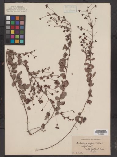 Lespedeza repens