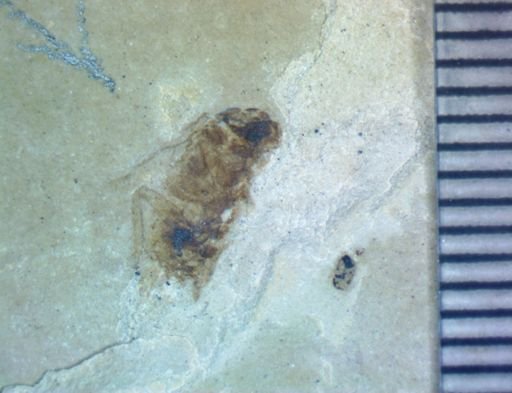 undet. Hexapoda