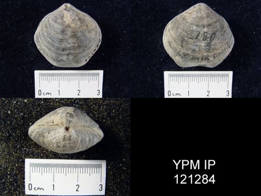 Athyris spiriferoides