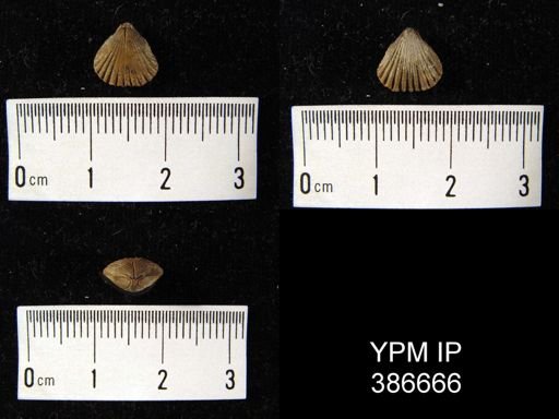 Camarotoechia sp.