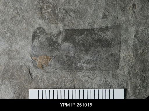 undet. Eurypterida