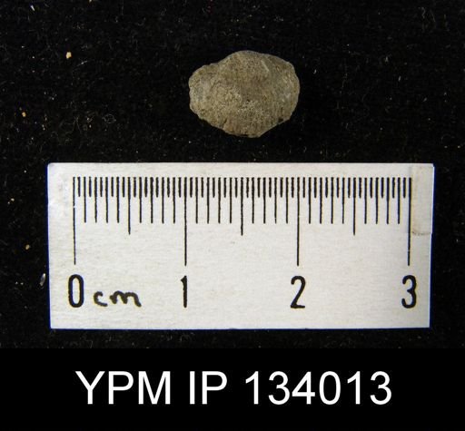 Chonetes mucronatus