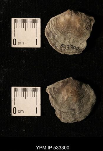 Athyris royssii
