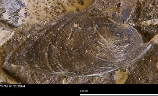 Limopsis striatopunctatus