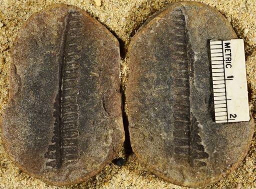 Pecopteris