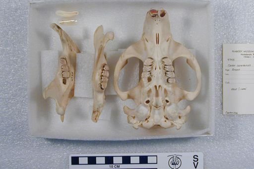 Castor canadensis