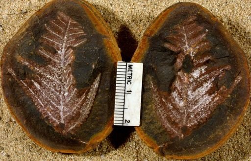 Pecopteris