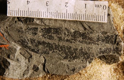 Sapindus gracilentus