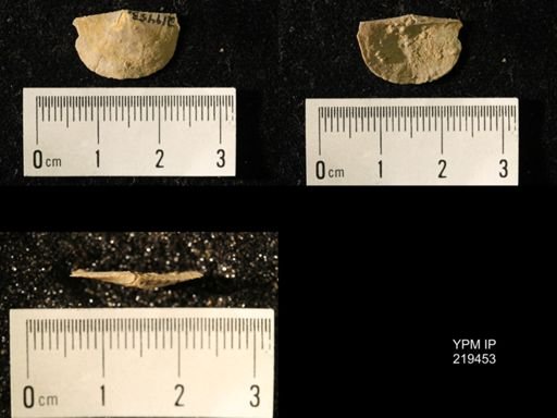 Chonetes granulifer