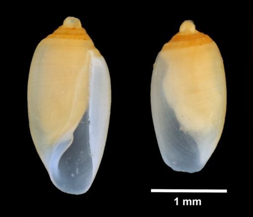 Acteocina canaliculata