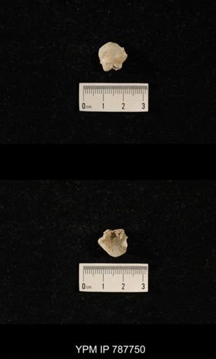 Brachiopoda