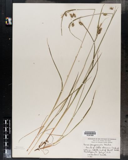Carex paupercula