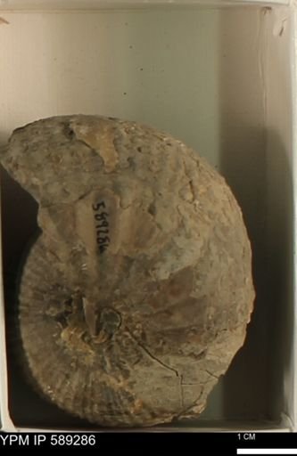 Scaphites