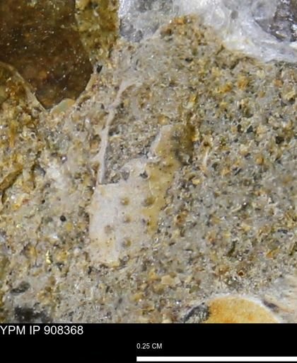 undet. Brachyura