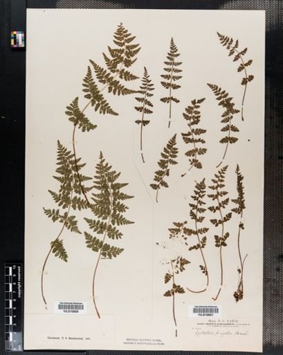 Cystopteris fragilis