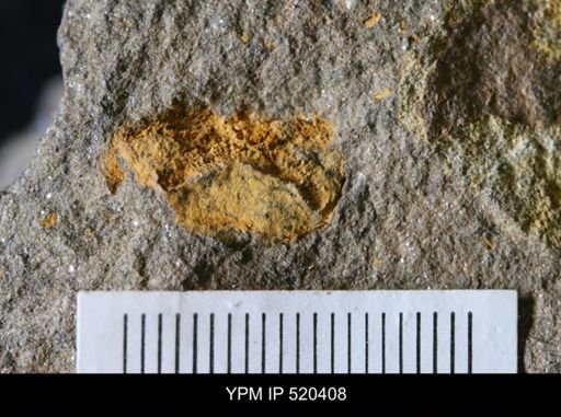 undet. Edrioasteroidea