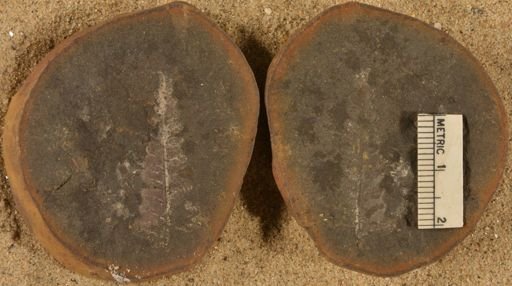 Pecopteris