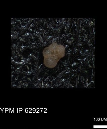 undet. Rugoglobigerinidae