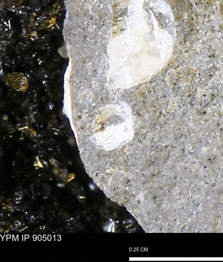 undet. Mollusca