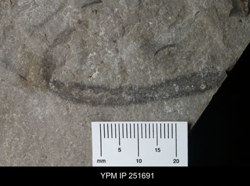 Medusaegraptus sp.