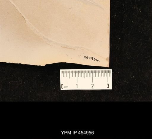 undet. Diptera