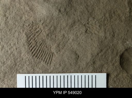 Brachiopoda