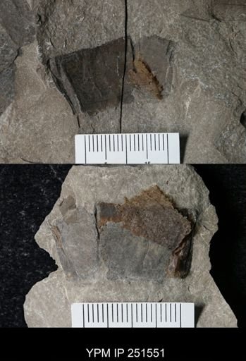 undet. Eurypterida