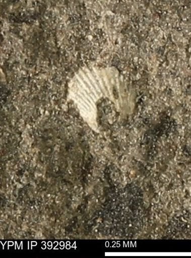 Scaphites sp.