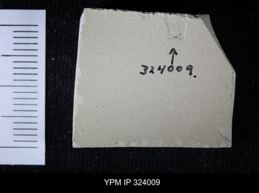 undet. Hymenoptera