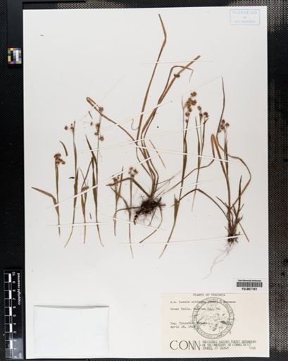 Plantae