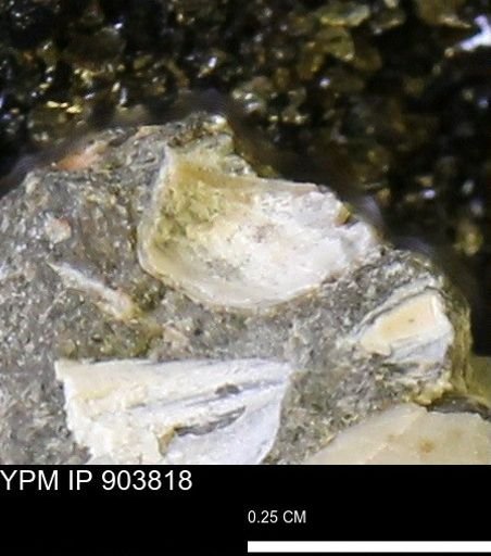 Corbulamella?
