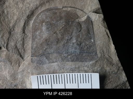 Eurypterus sp.