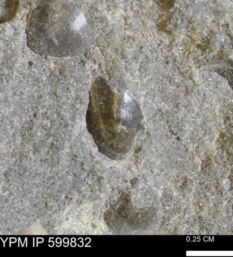 Protocardia subquadrata