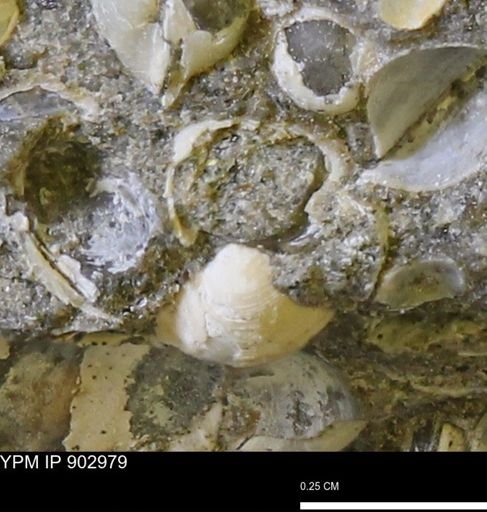 Corbulamella gregaria
