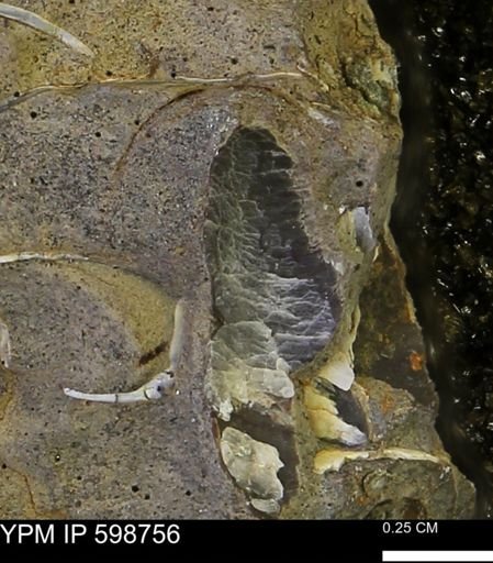 undet. Mollusca