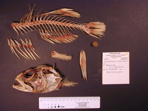 Epinephelus guttatus