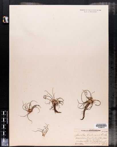 Isoetes tuckermanii