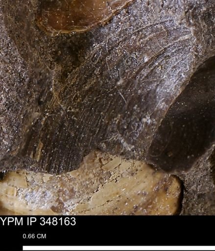 Limopsis striatopunctatus