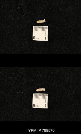 undet. Bryozoa
