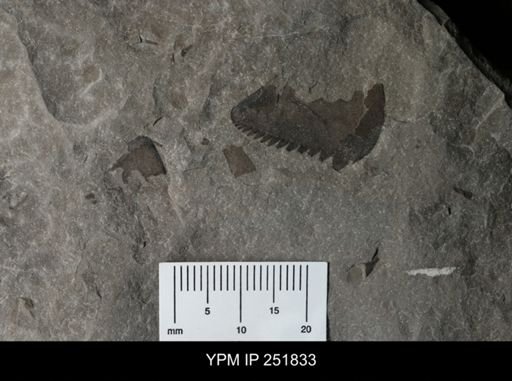 undet. Eurypterida