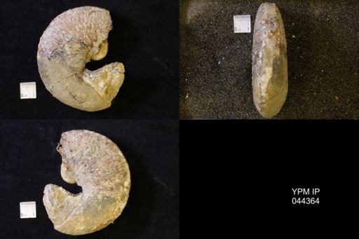 Jeletzkytes nebrascensis