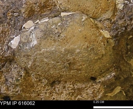 undet. Bivalvia