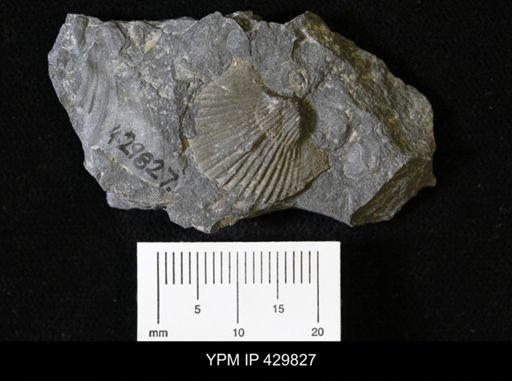 Tropidoleptus carinatus